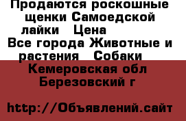Продаются роскошные щенки Самоедской лайки › Цена ­ 40 000 - Все города Животные и растения » Собаки   . Кемеровская обл.,Березовский г.